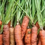 a bunch of carrots are stacked up together